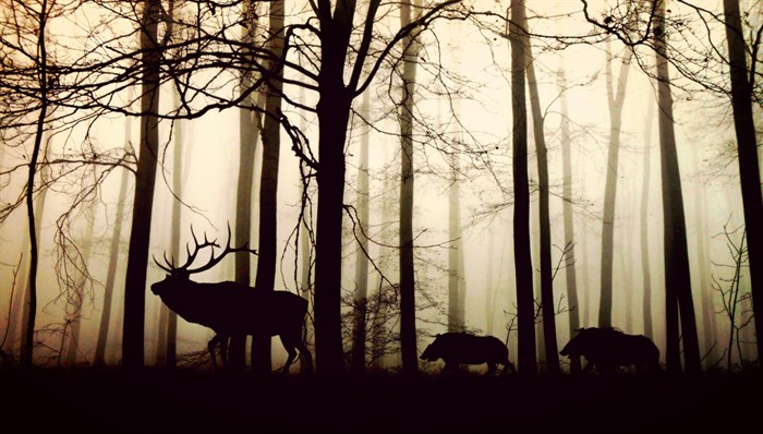 Coco Parisienne -Pixabay _animals -in -forest